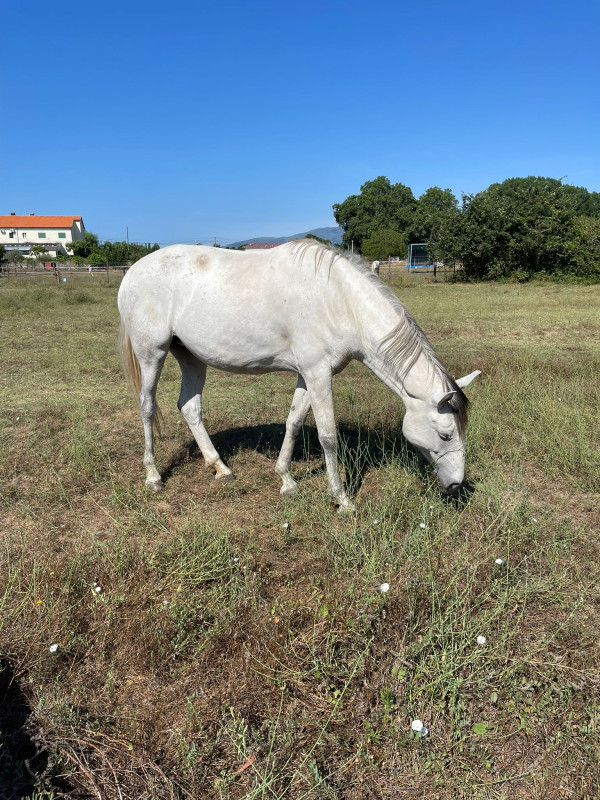 Vente de cheval : Pilar